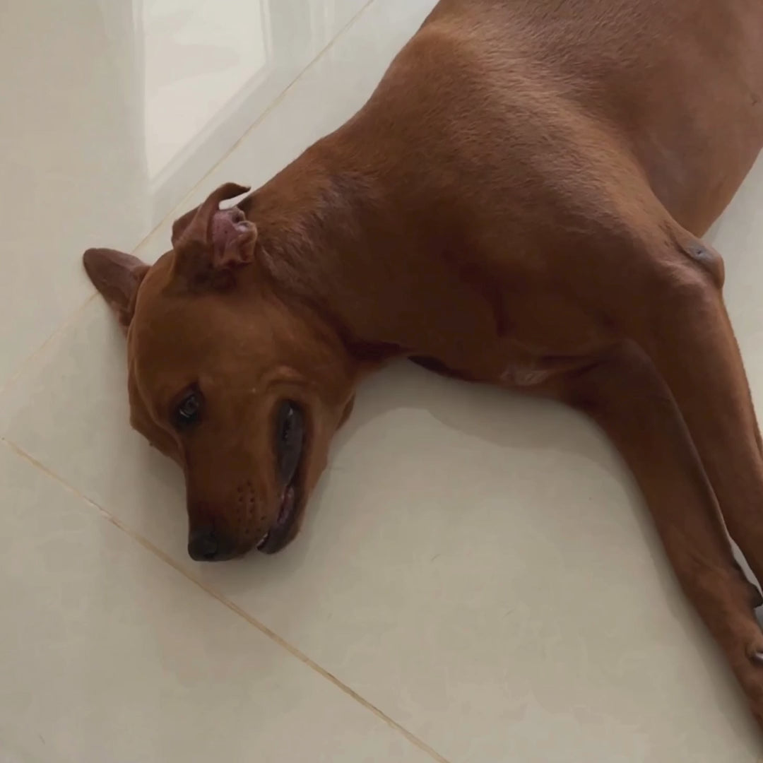 Manta Refrescante para Perros